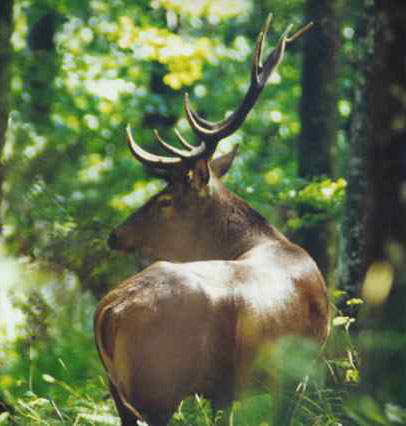 brame du cerf ambel 2003 photo M Blancard